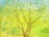 Spring Tree